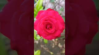 #nature#love#song#status#rose#flowers#i love u#ytshorts#beauty#of#feeling#enjoy#life#pyaar#zindagi