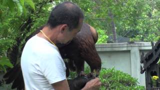 Golden Eagle Training, 2nd Step After Maning