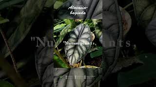 Alocasia baginda  #alocasia #alocasiabaginda