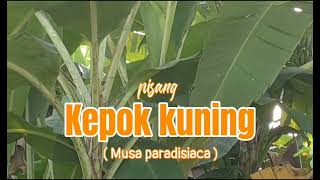 "PISANG KEPOK KUNING" Dapat membantu menurunkan berat badan kita.@Ushter studio.#pisangkepok.