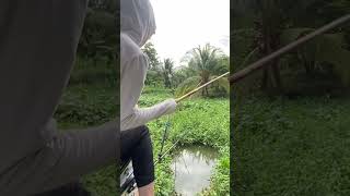 Câu ổ lục bình đụng cá chép to #fishing #câucá