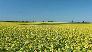 Drone Footage of Sunflower Field Under Blue Sky | True Nature |