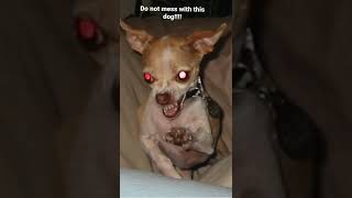 The scariest dog in the world￼