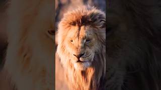 animals, animal song, lions, lion, wild animals animal attack, wildlife, Lion animal video