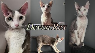 Poznajmy rasę DEVON REX | Mój Kocurek