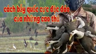 Cách bẫy quốc đêm cực độc đáo của những cao thủ NTN/độc lạ sầm sơn