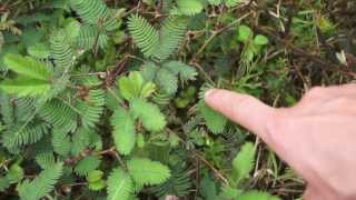 moving Mimosa plant