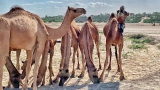 واشتد الجوع في الصحراء لدرجة أن الإبل بدأت تقول يا طيناً: اللهم ارحم😰