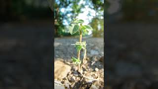 Using a Fisheye lens to shoot macro shots