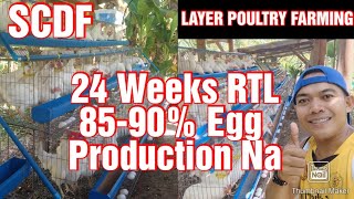 Layer Poultry Farming || 24 Weeks Old RTL 80-90% Egg Production Na