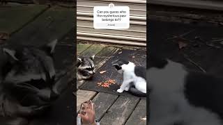 Food Frenzy! 🐾 Cat vs Raccoon & the Mystery Paw Below Deck! 🍽️🤣 #funny #cat #shorts