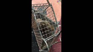 See who got in rat trap