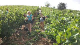 Les vendanges la Toupie - La vinnigna