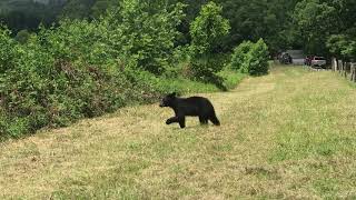 Baby Bear in the Smoky Mountains | Smoky Mountains | Tennessee Travel Blogger