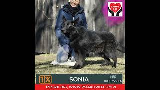 SONIA   ANIMAL SOS