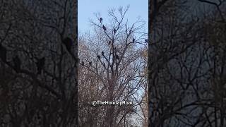 So many vultures watching me. #shorts #vultures #birds #watching #flock