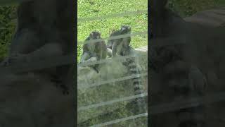 🦝🦝"Double Trouble: Lemurs at Play": #lemurs