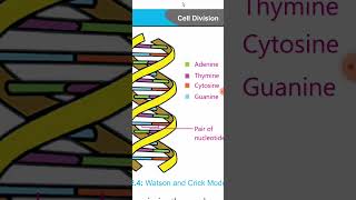 general science 8th chapter 2 Watson and crick model of DNA