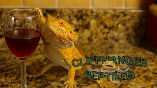 If Bearded Dragons Drank Wine | Cliffhanger Reptiles