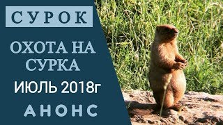 Охота на сурка. Июль 2018г. Анонс