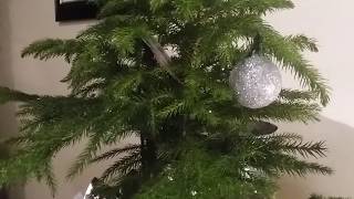 Christmas Plant Collection of Norfolk Island Pine | Care Tips