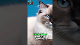 🤩 Discover the Captivating Physical Features of Ragdoll Cats