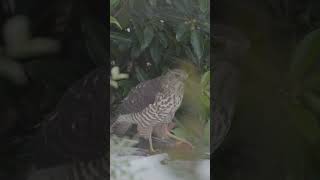 Brown Goshawk having a lunch … #gaviao #hawk #birdcheckbrasil #planetaaves