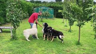 Los grandullones del Hotel… Boyero de Berna, Pastor Aleman, Golden Retriever, Galgo y Border Collie!