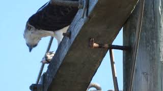 Eastern Osprey having lunch