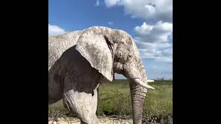 Elephant 🐘 having erection huge 😱