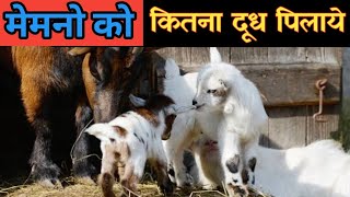 Bakri Ke Baccho Ko Kitna Dudh Pilaye|बकरी के बच्चे |Vimalumrao