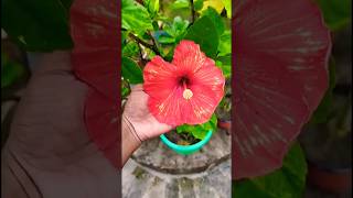 Joba flowers plants🌺||gardening video||flowers status video #trending #shorts #status #flowers