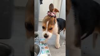 Puppy ears in  water bowl ..tie them up