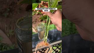 Sathyanaas | easiest water propagation of lucky bamboo plant #shorts