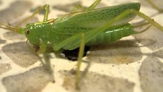 Bug - Vårtbitare - Meconema thalassinum / close up