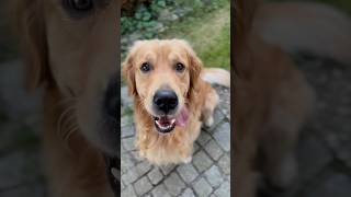 Am I really cute? #Goldenretriever #CuteDog #SweetDog #Cute #Goldie #SweetPaw #Shorts