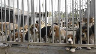 Chiots beagles de fripone et ea dole