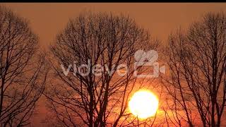 Sunset Throught Barren Trees Pan Left