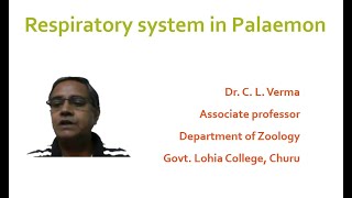 Respiratory system in Palaemon (Prawn)