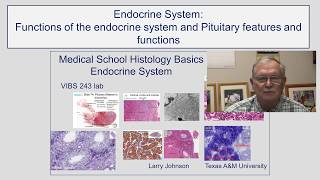 Functions, Pituitary Features and Functions