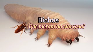 10 Bichos que moram dentro da sua casa! #animais #curiosidades #insetos