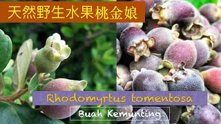 桃金娘用法用法. Rhodomyrtus tomentosa benefit 。Manfaat POKOK KEMUNTING。