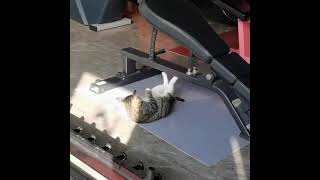 No pain no gain cat version