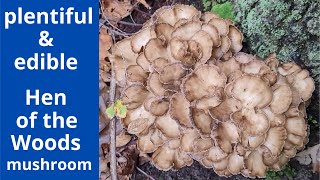 Plentiful and edible Hen of the Woods, also called Maitake.