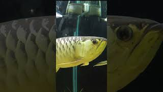 Arowana fish