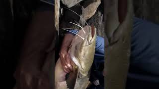 Ikan monster #shortsvideo #shortsviral