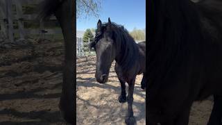 Everyone is tired after training.   #friesian #friesianhorse #horse #horses #blackhorse #horselover