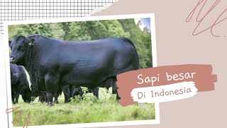 10 Jenis Sapi Potong yang bisa Diternak di Indonesia