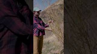 IN THE FIELD -  Willow Cuttings