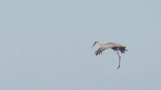 SANDHILL CRANE LANDING ABORTED